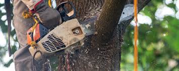 Best Lawn Pest Prevention  in Succasunna, NJ