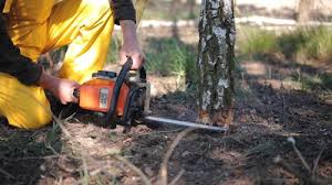 Best Tree Disease Treatment  in Succasunna, NJ