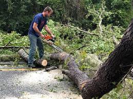 Best Tree Disease Treatment  in Succasunna, NJ