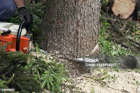 Best Commercial Tree Services  in Succasunna, NJ