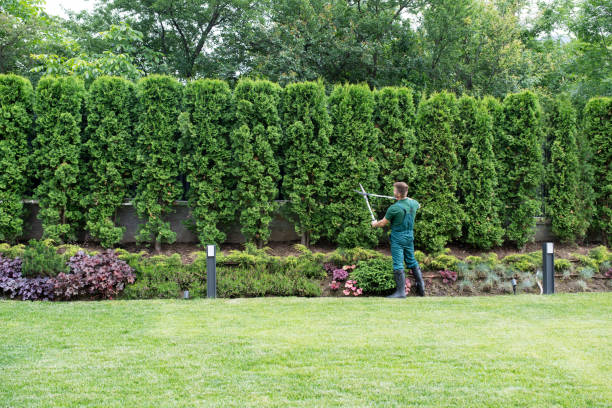 Best Tree Mulching  in Succasunna, NJ