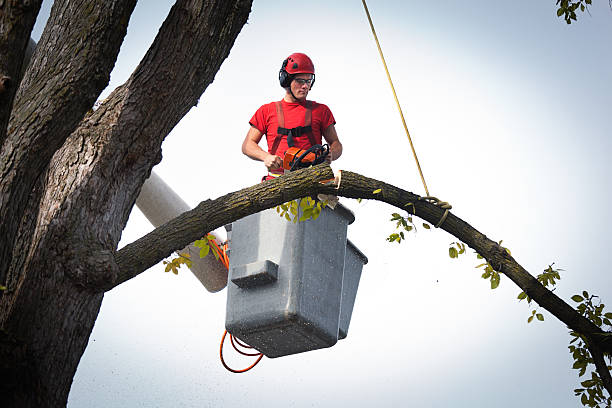 Best Tree Preservation Services  in Succasunna, NJ