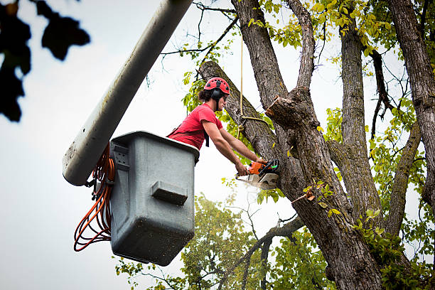 Best Seasonal Cleanup (Spring/Fall)  in Succasunna, NJ