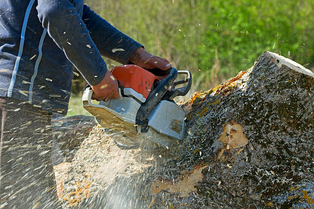  Succasunna, NJ Tree Removal Pros